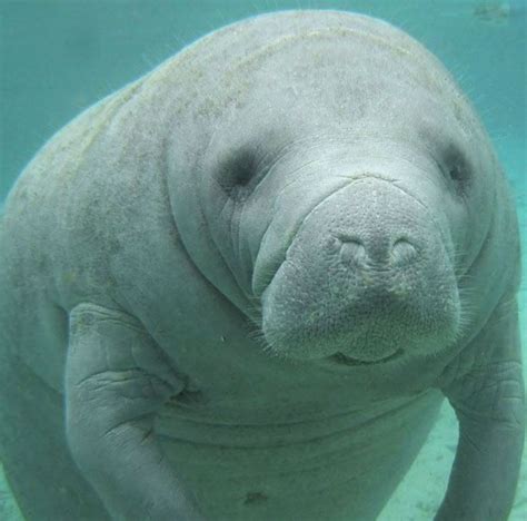 Snorkeling with the Manatees - Active Travel Experiences