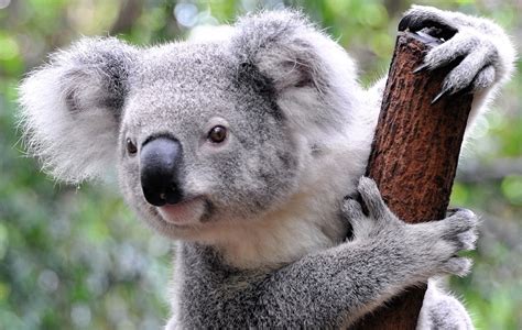 Koala Angry :: Behance