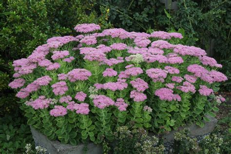 Sedum Flower - HooDoo Wallpaper