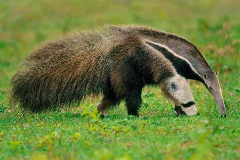 10 Unique Animals of the Amazon River Basin