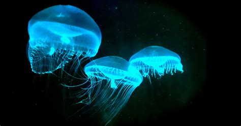 The Secret History of Bioluminescence | Hakai Magazine