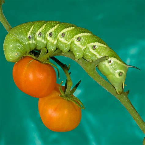 Tomato Hornworm: How To Prevent & Deal With Them In The Garden ...