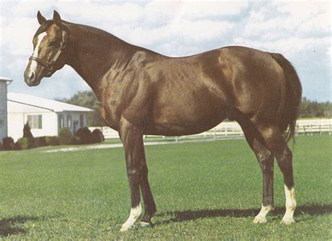 Northern Dancer. Here is a conformation picture of the king which ...