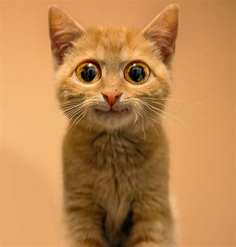 Funny Big Eyed Kitten Smiling | Cats with big eyes, Kitten, Orange ...