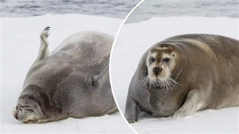 Fat seal shows off his ‘rolls’ (Video) | New York Post