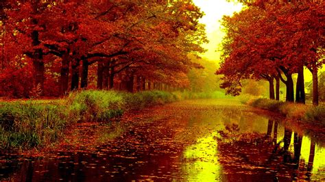 Maple Autumn Fall Leaves On River Between Red Leafed Trees HD Nature ...