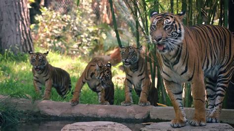 Tiger Cubs With Father And Mother