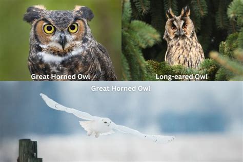 Do Owls Eat Bats? [The Symbiotic Relationship Between these Nocturnal ...