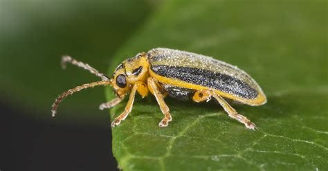 Elm Leaf Beetle Facts & Control: Get Rid of Elm Leaf Beetles