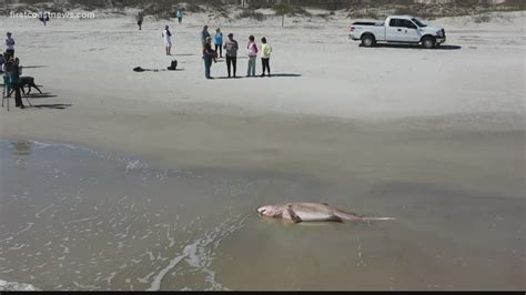 New smyrna beach shark attacks 2021 785566-Why are there so many shark ...