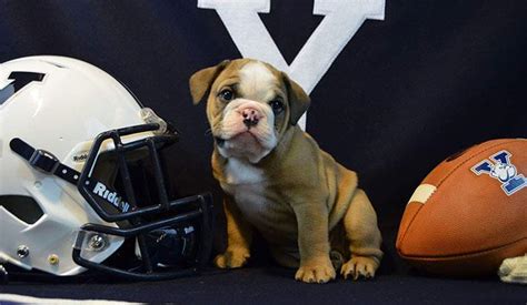 Yale's new bulldog (puppy) mascot: Handsome Dan XVIII : r/aww