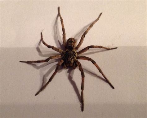 Wolf Spider - http://spidersguide.blogspot.com/