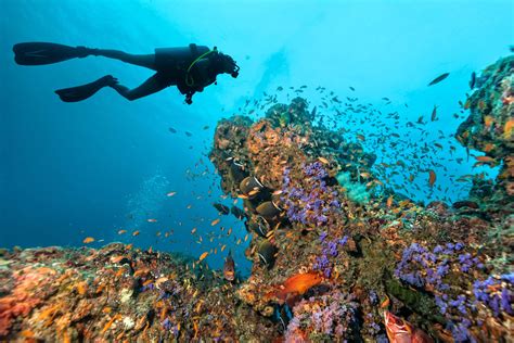 Scuba Diving in Great Barrier Reef from Port Douglas