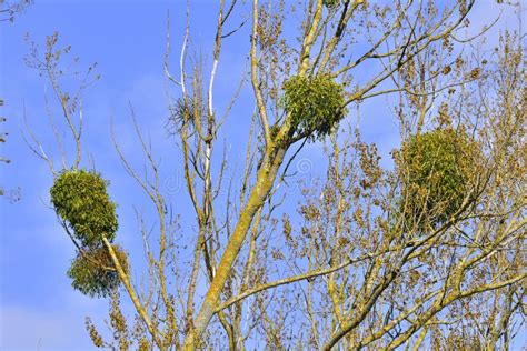 Viscum album stock photo. Image of summer, spring, populus - 103932814