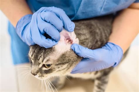 Ear Mites in Cats: Causes, Treatment & Prevention | Groton Vets