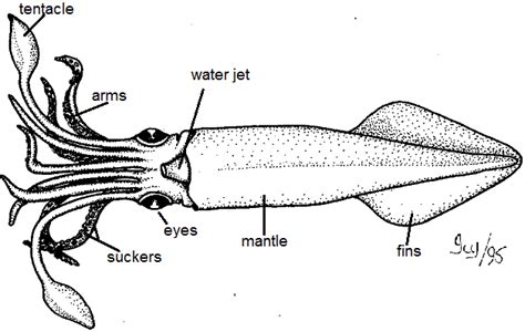 Structure Of A Squid