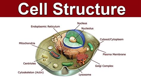 Cell Organelles and their function I Cell structure I Function of cell ...