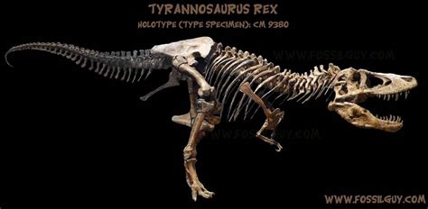 Fossilguy.com: T-Rex: The Story of the Discovery of Tyrannosaurus rex