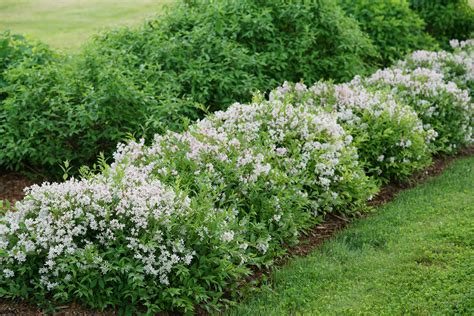 Garden & Outdoors Hedges & Shrubs Outdoor Plants 5 hedge plants ...