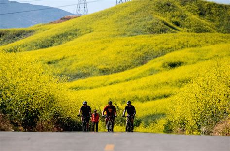 U.S.-CHINO HILLS-MUSTARD FLOWERS