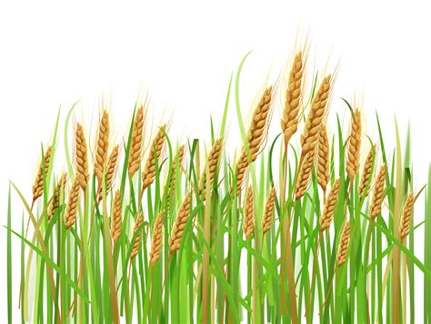 Wheat PNG Image - PurePNG | Free transparent CC0 PNG Image Library