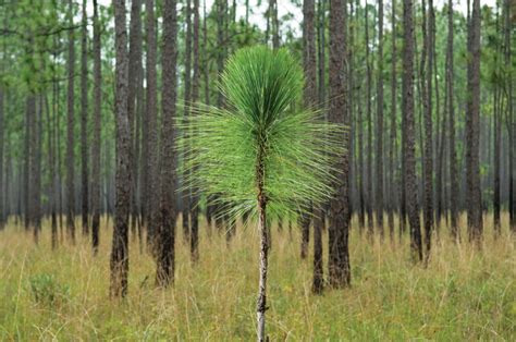 Restoring Longleaf Pine Forests and Keystone Species Habitat - National ...