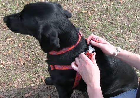 How To Put On A Dog Harness? All You Need To Know - WAF