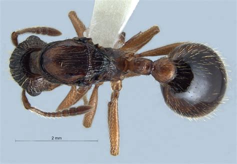 Formicidae: Myrmicinae - Myrmica rubra