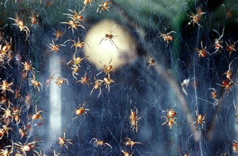 Black Widow Spiderlings Hatching - Stock Image - Z430/0533 - Science ...