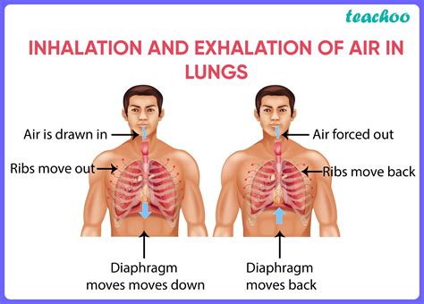 Human Respiratory System - Diagram + Flow Chart - Teachoo