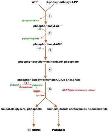 A schematic representation of histidine biosynthetic pathway is given ...