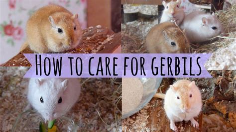 How To Care For a Pet Gerbil - YouTube