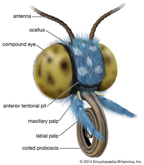 Tabanidae Mouthparts