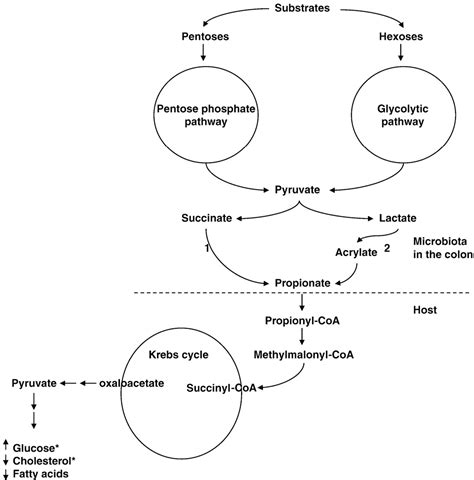 Figure 1 from Biological effects of propionic acid in humans ...