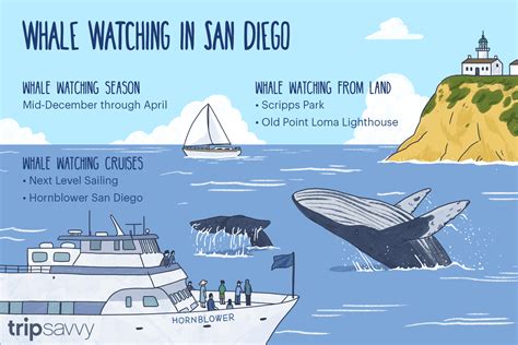 San Diego Whale Watching - How and When to See Them