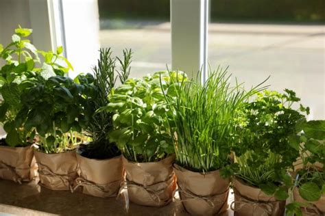 Herbs That You Can Grow Indoors | HGTV