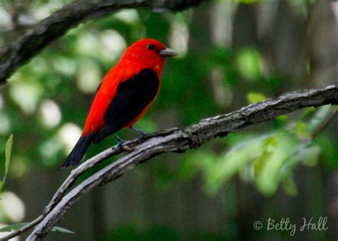 Scarlet Tanager - male - Betty Hall Photography