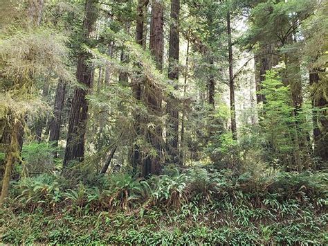 Del Norte Coast Redwoods State Park (California) - All You Need to Know ...