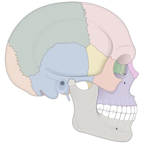 Human Skull Anatomy Lateral View (Illustrations) – Human Bio Media