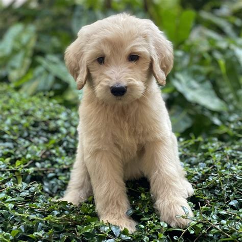 Mini Goldendoodle-SOLD Puppies For Sale – Waggs To Riches Pet Boutique