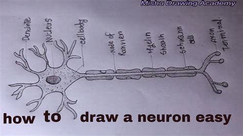 Nervous Tissue Diagram