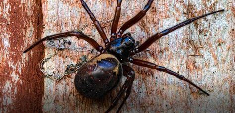 Pest advice for controlling False Black Widow Spiders