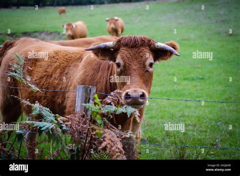 Limousin cow in a field in Montbron (central-western France). Limousin ...