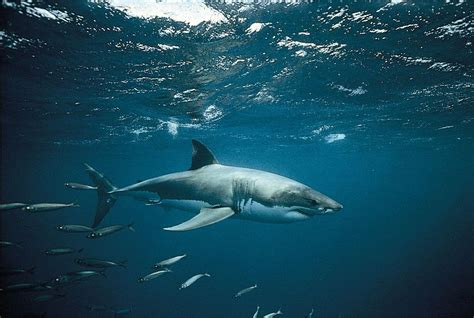 White shark | Size, Diet, Habitat, Teeth, Attacks, & Facts | Britannica