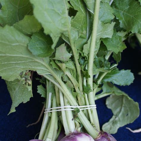 All About Turnips, From Season to Recipes