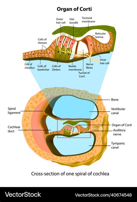 Anatomy of inner ear cross-section of one spiral Vector Image