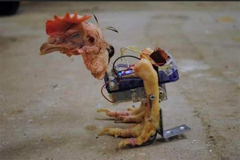 ROBOT CHICKEN : r/robotchicken