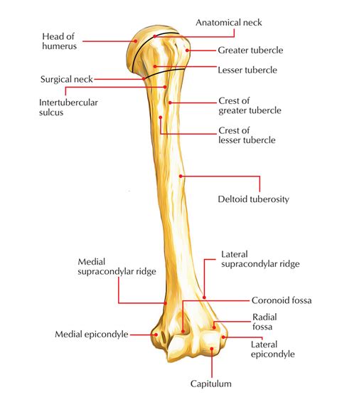 Humerus Anatomy