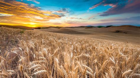 Wheat Field Wallpapers - Wallpaper Cave