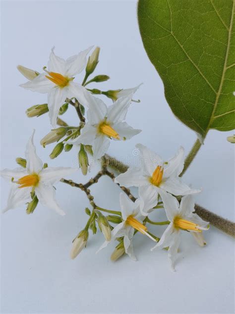 Flower Arrangement of Solanum Torvum. Stock Image - Image of isolated ...